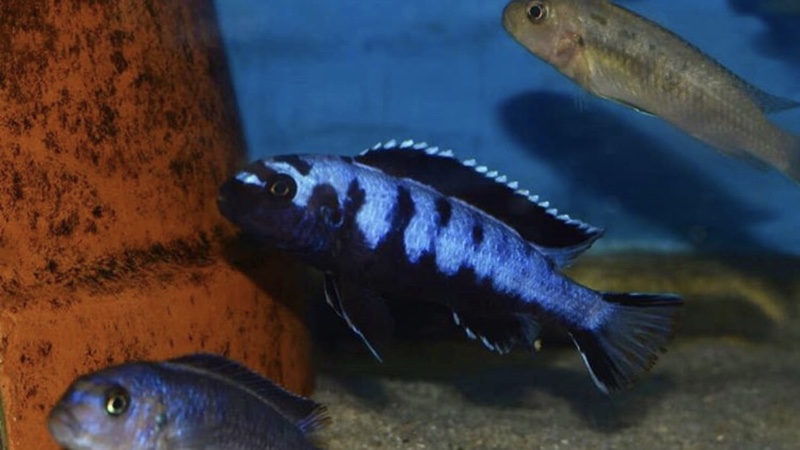 Chindongo sp. 'elongatus ruarwe' Ruarwe